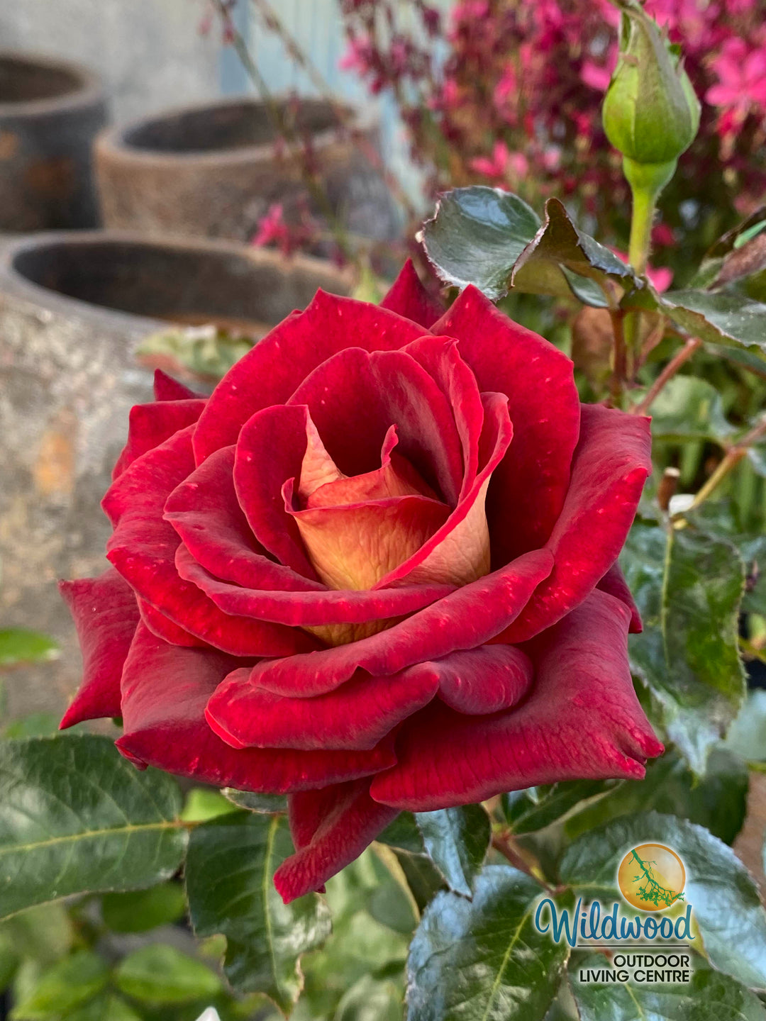 Dark Night - Star Roses and Plants