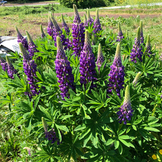 Purple Lupin