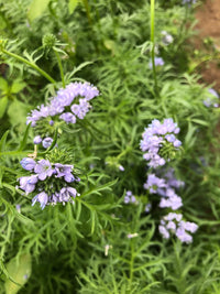 Globe Gilia - Saanich Organics