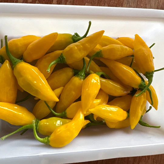 Pepper Aji Limon - Eagleridge Seeds