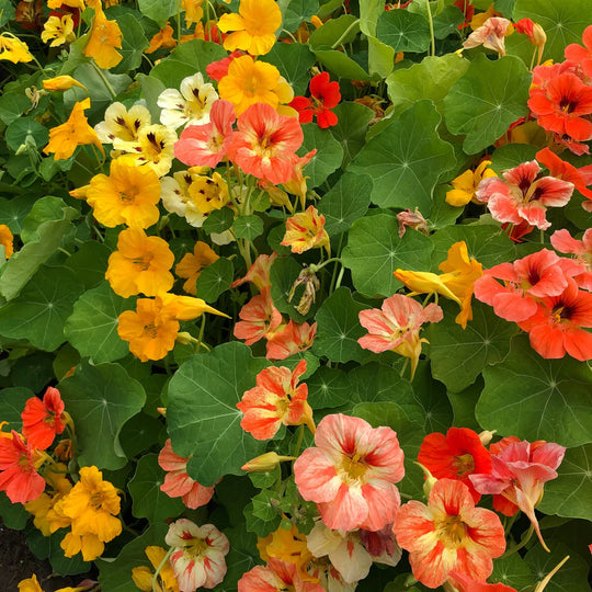 Nasturtium Joy Mix - Saanich Organics