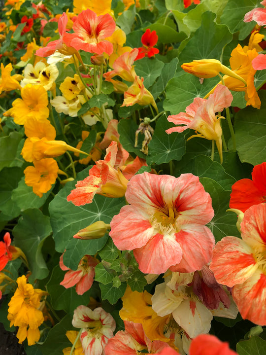 Nasturtium Joy Mix - Saanich Organics