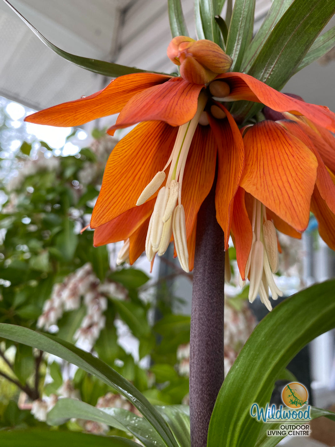 Fritillaria - Imperialis Rubra