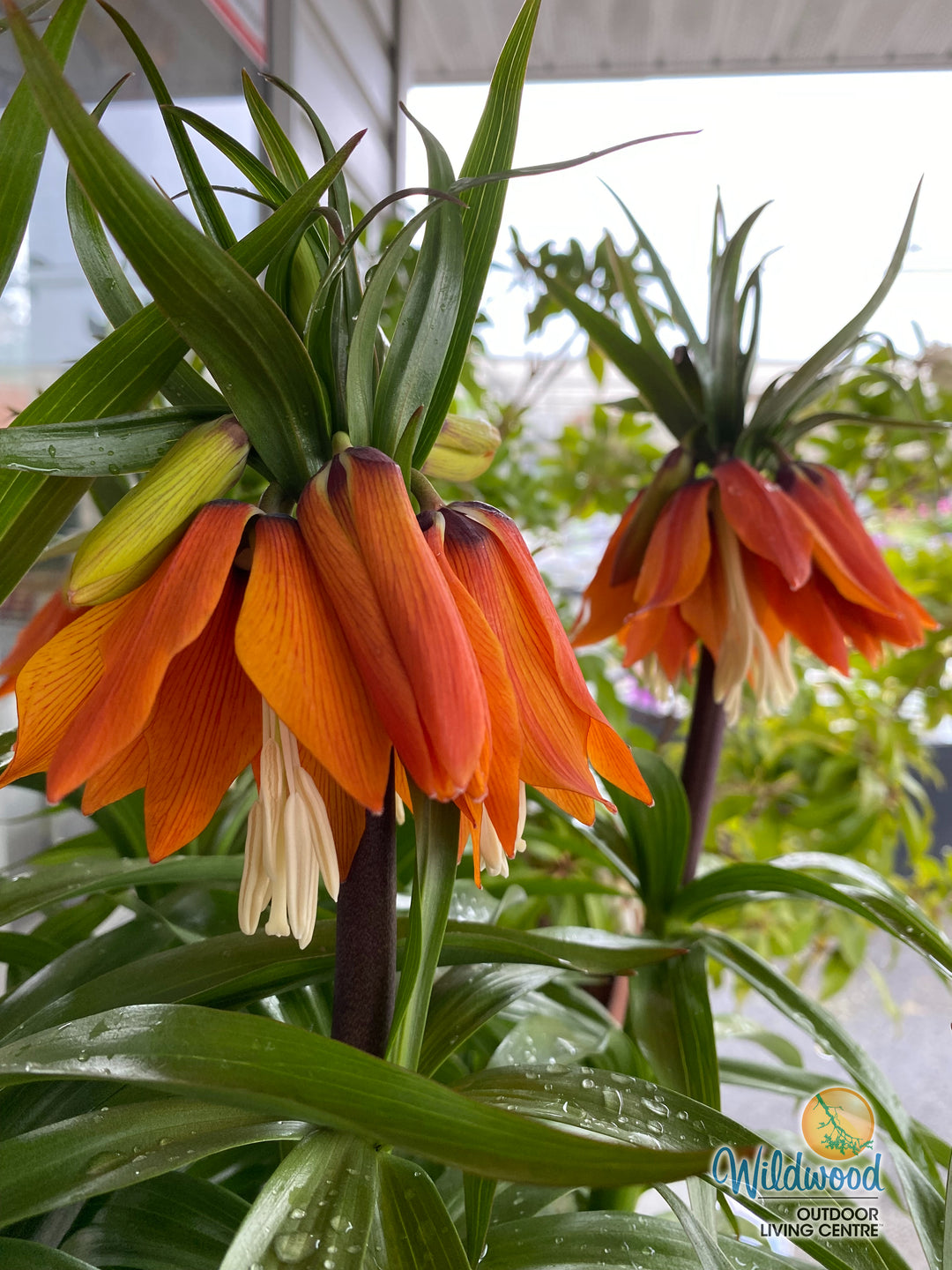 Fritillaria - Imperialis Rubra