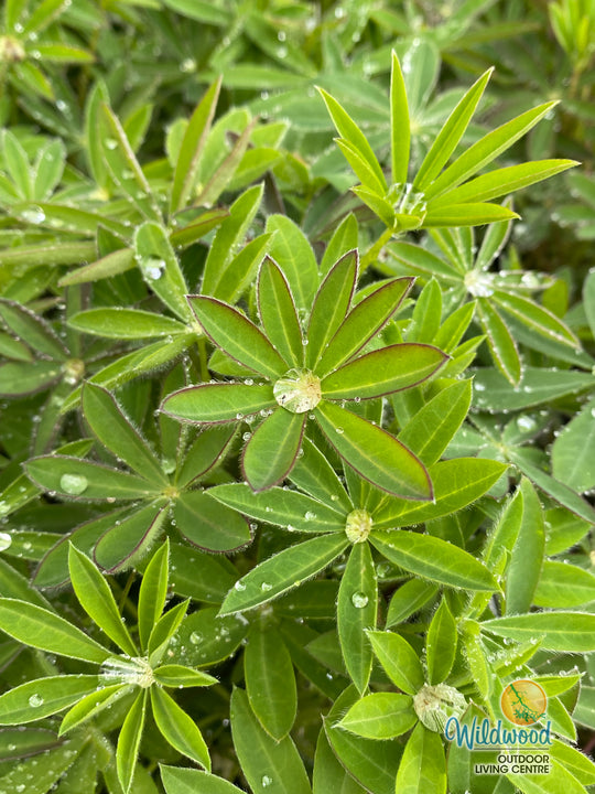 Lupine - Tall Mix, BONUS 3 Pack