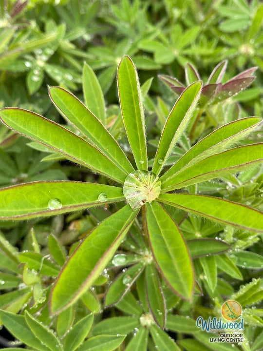 Native Blue Lupine - Salt Spring Seeds