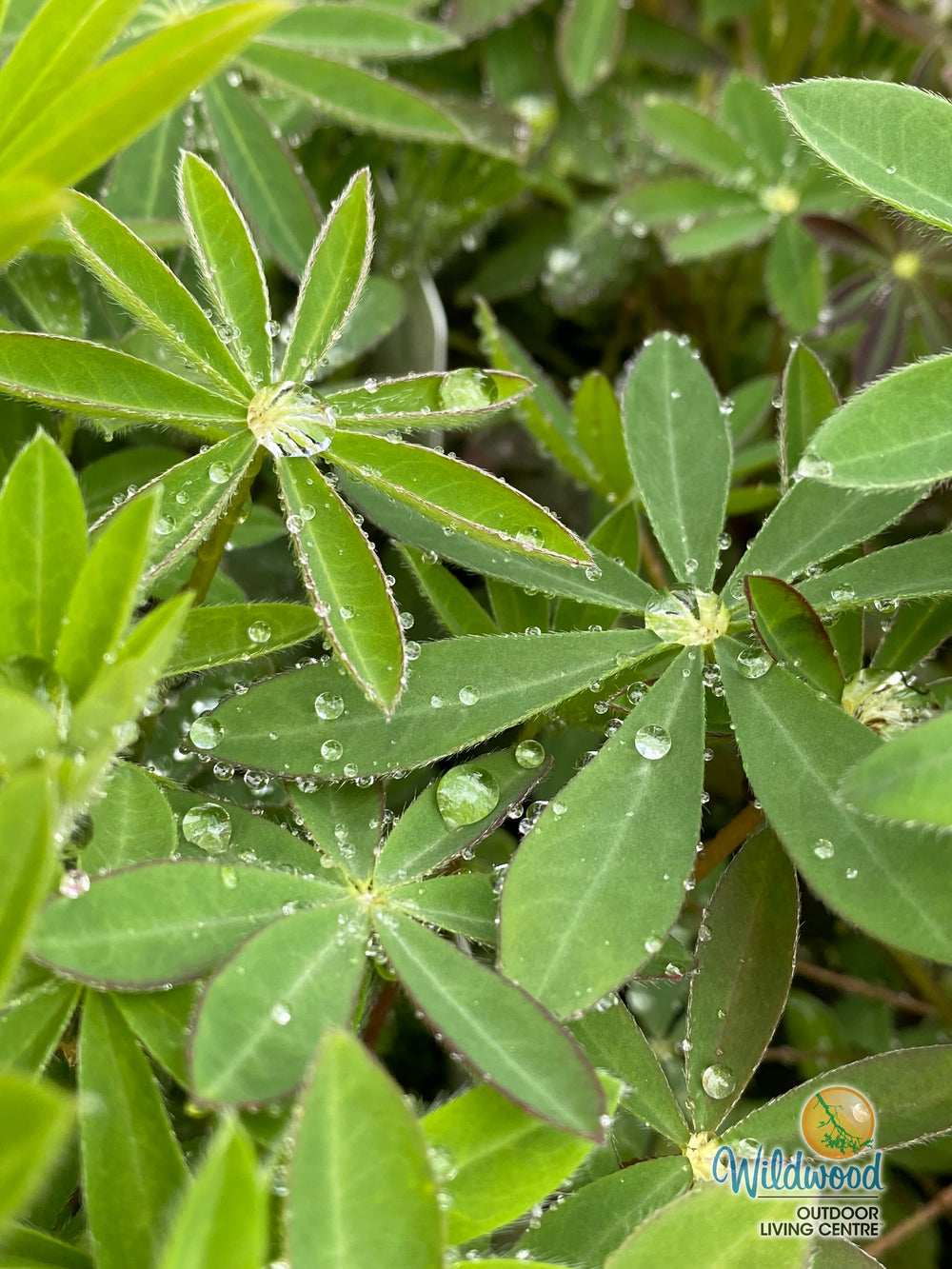 Native Blue Lupine - Salt Spring Seeds