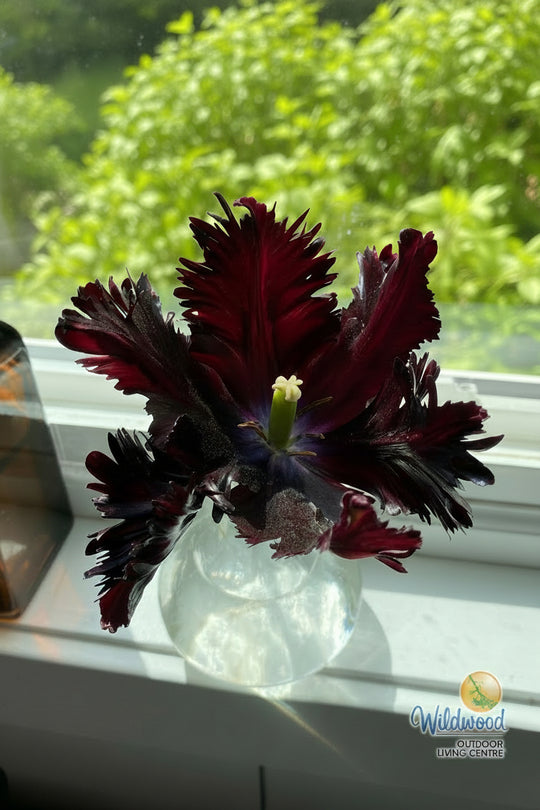 Tulip - Black Parrot, 6 Pack