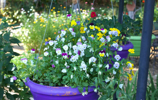 Viola Fairyland - Renee's Garden