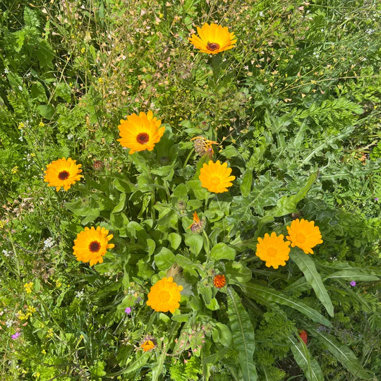 Calendula Mix - Eagleridge Seeds