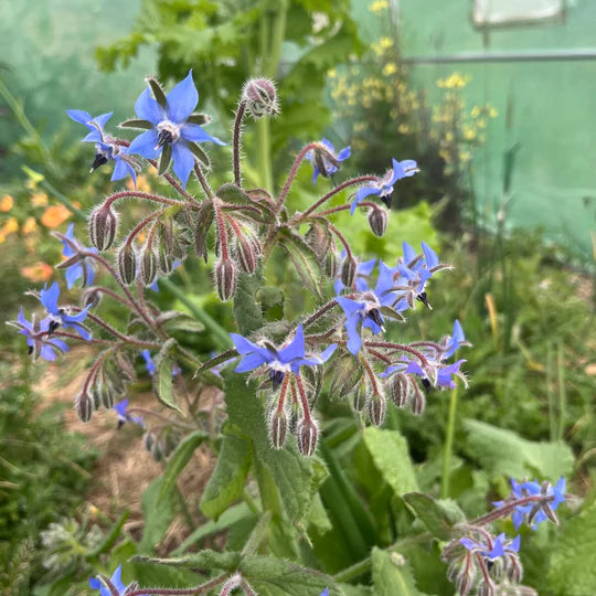 Borage - Eagleridge Seeds