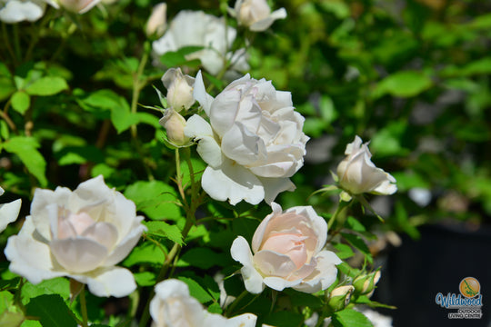 Icecap - Star Roses and Plants
