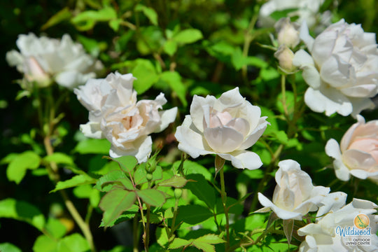Icecap - Star Roses and Plants
