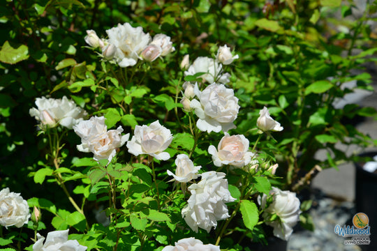Icecap - Star Roses and Plants