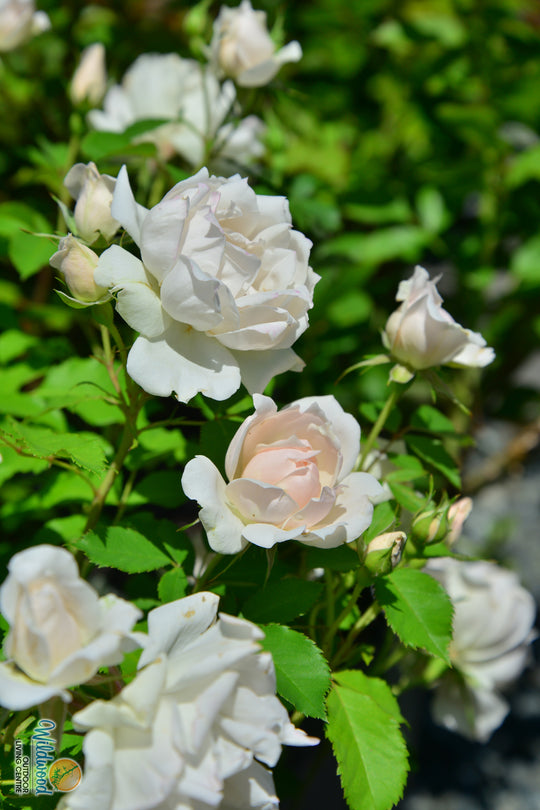 Icecap - Star Roses and Plants