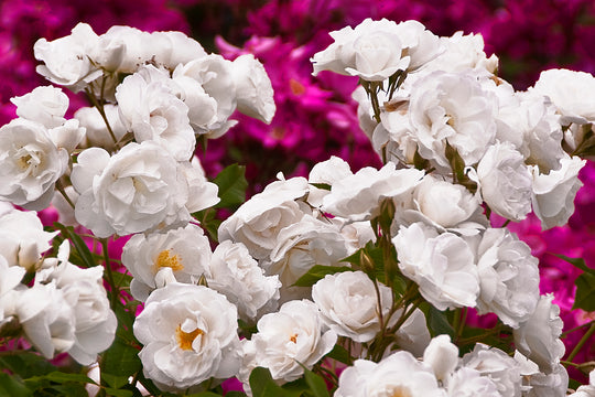 Iceberg - Kordes® Roses
