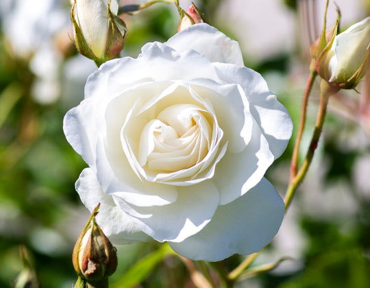 Iceberg - Star Roses and Plants