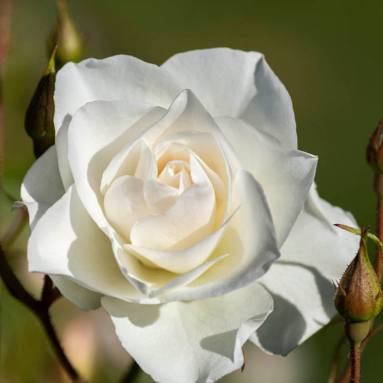 Iceberg - Kordes® Roses