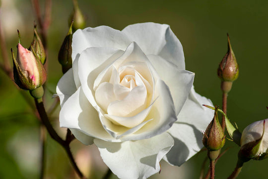Iceberg - Kordes® Roses