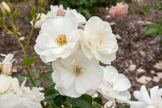 Iceberg - Kordes® Roses