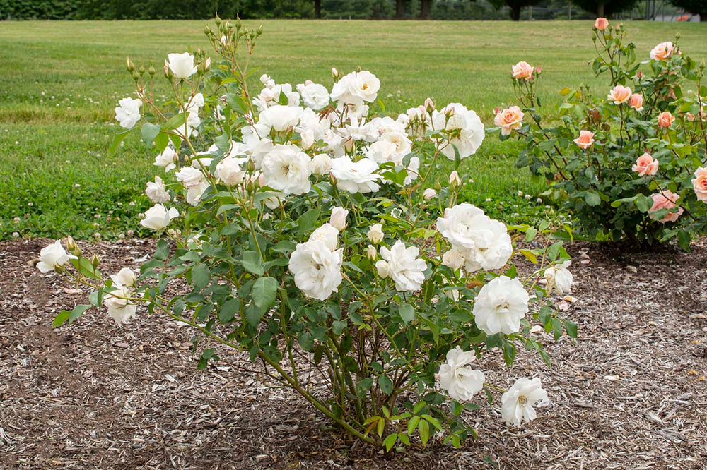 Iceberg - Kordes® Roses