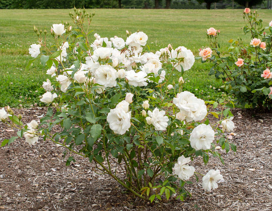 Iceberg - Star Roses and Plants