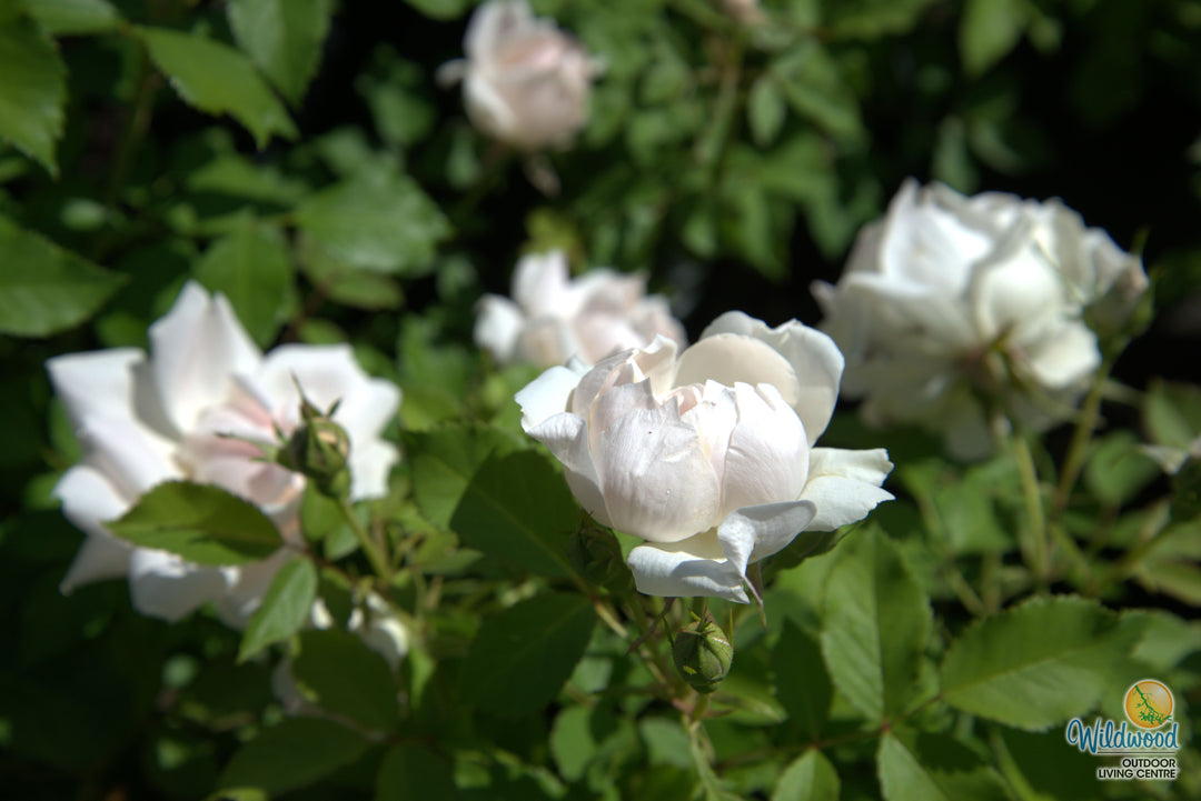 Icecap - Star Roses and Plants