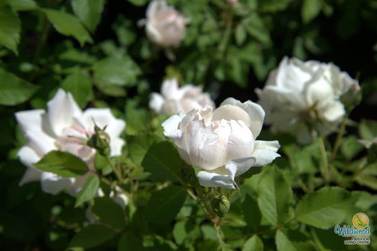 Icecap - Star Roses and Plants