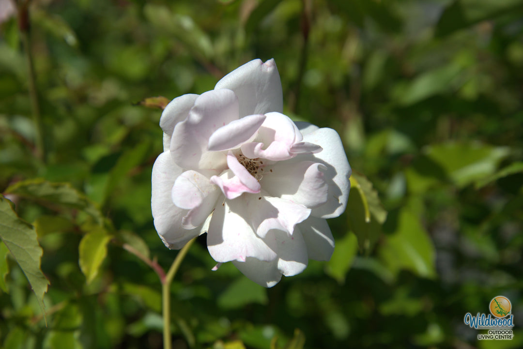 Icecap - Star Roses and Plants