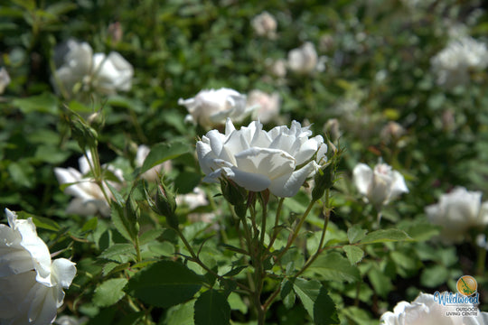 Icecap - Star Roses and Plants