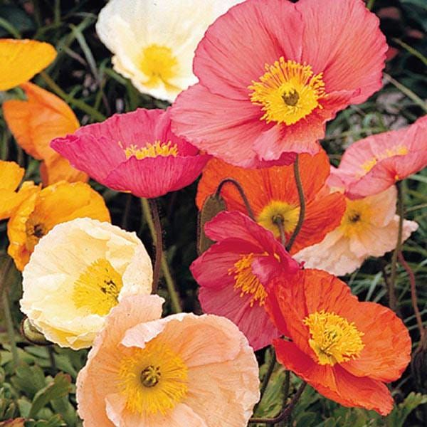 Poppy Oriental Brilliant Scarlet (Iceland Mix) - Pacific Northwest Seeds