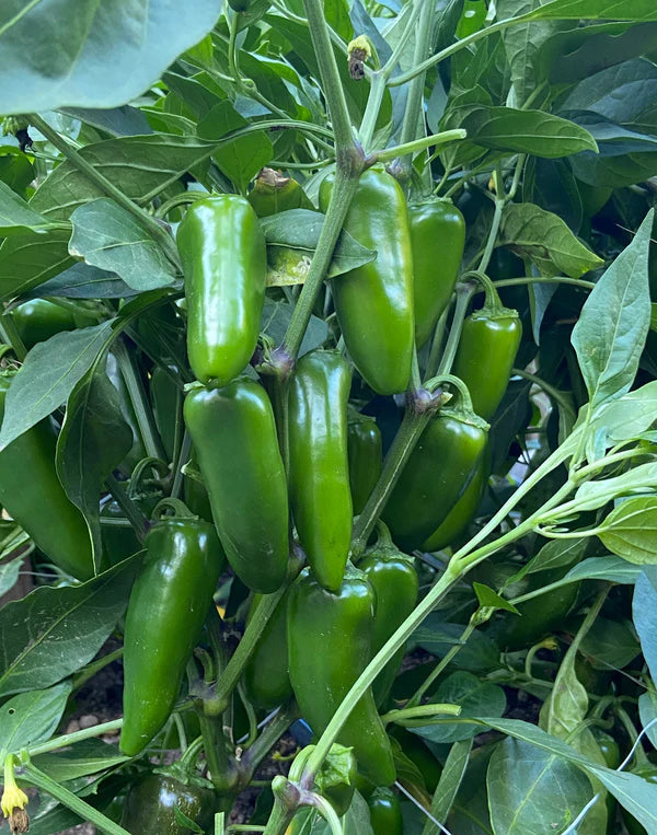 Pepper Chile Bubba - Renee's Garden