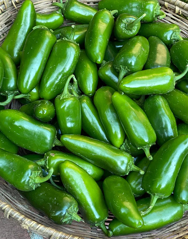 Pepper Chile Bubba - Renee's Garden