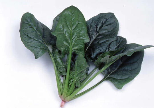 Spinach Imperial Green Hybrid International - Aimers Seeds