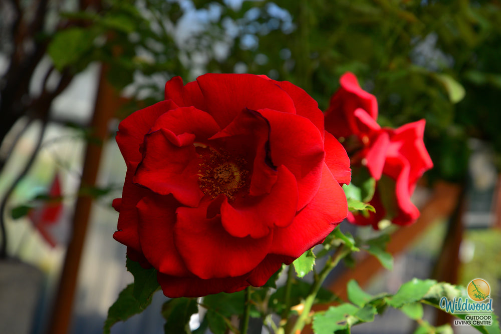 In the Mood - Weeks Rose