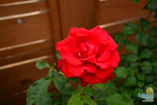 In the Mood - Weeks Rose