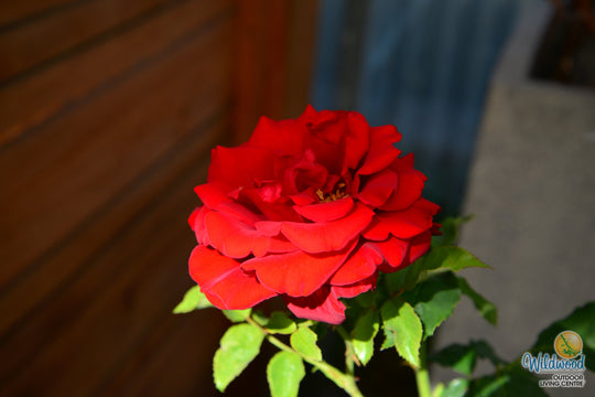 In the Mood - Weeks Rose
