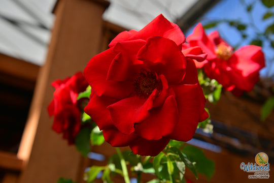 In the Mood - Weeks Rose