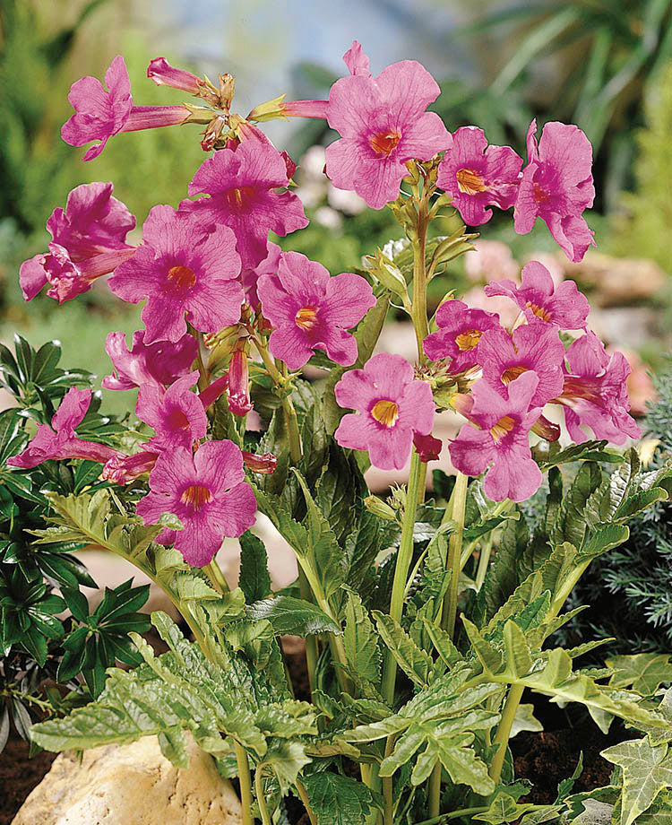 Hardy Gloxinia - Delavayi, 1 Pack