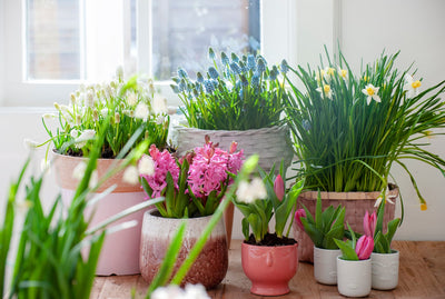 Bring Spring Colour Indoors!