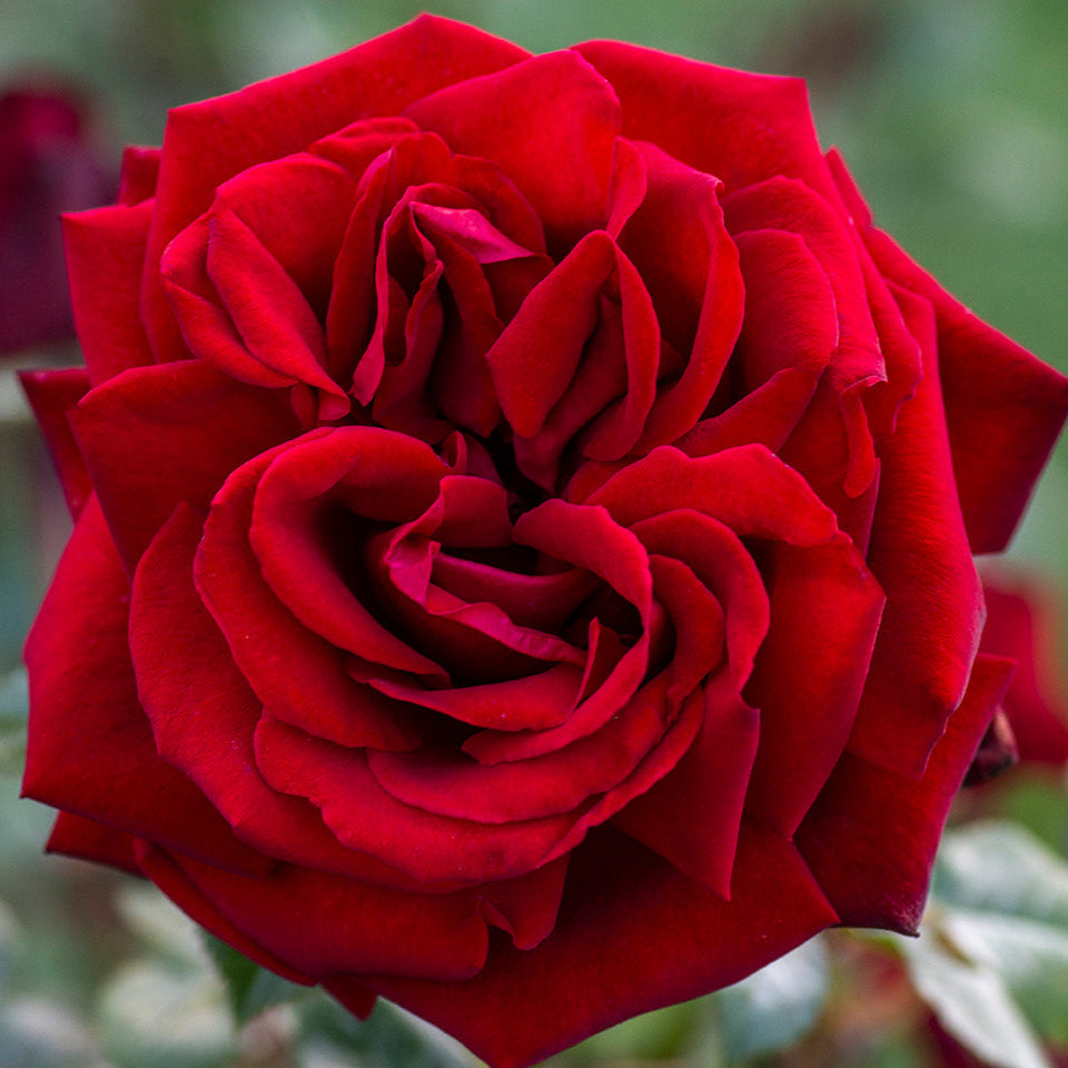 Ingrid Bergman - Star Roses and Plants