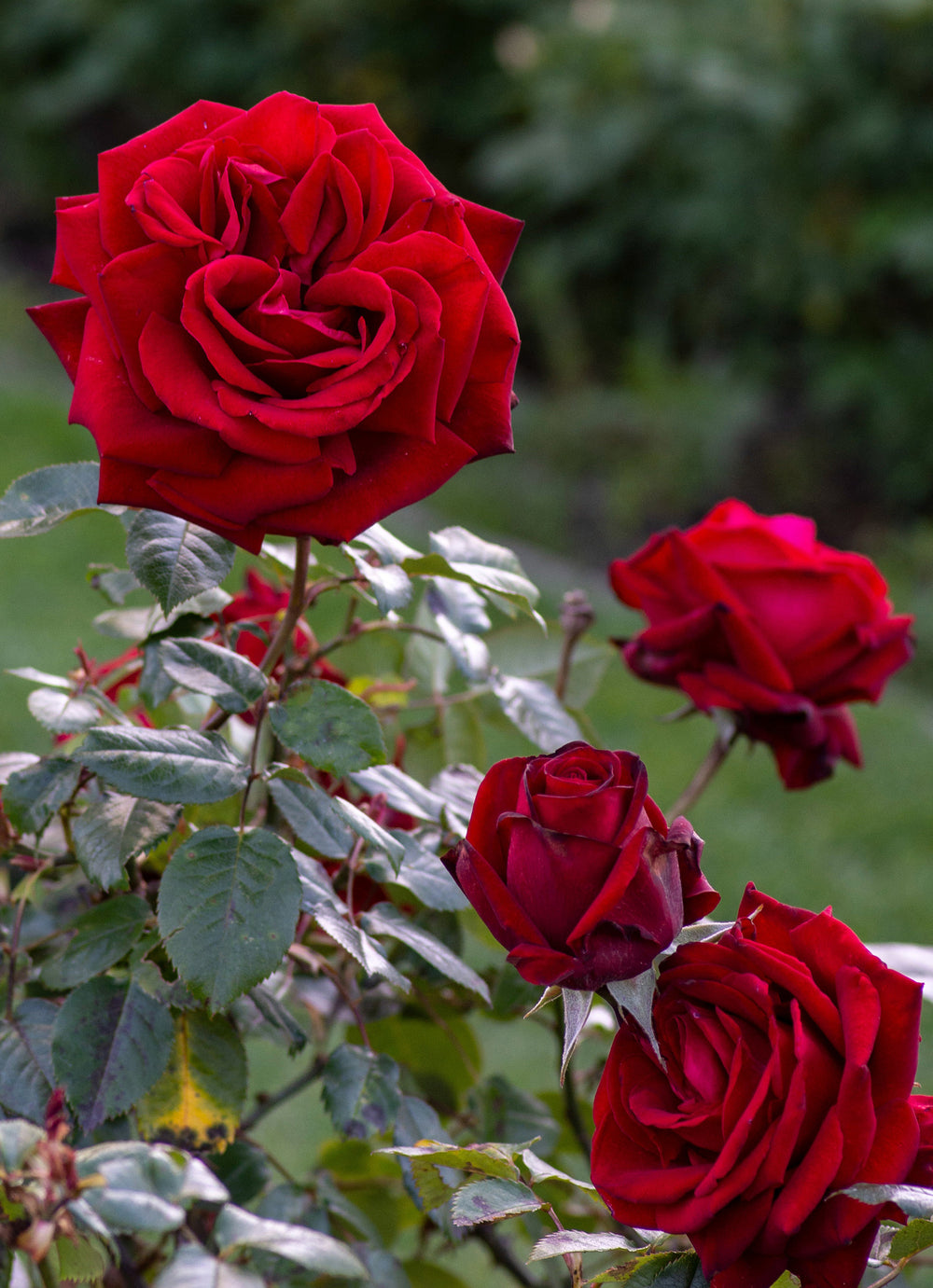 Ingrid Bergman - Star Roses and Plants