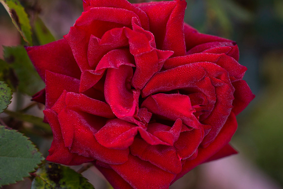 Ingrid Bergman - Star Roses and Plants
