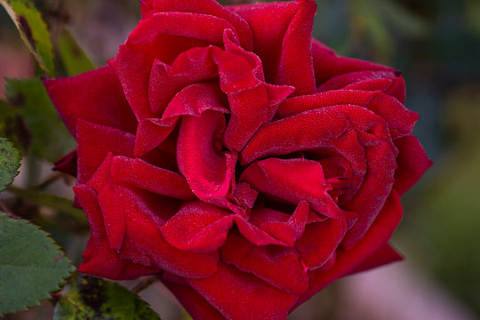 Ingrid Bergman - Star Roses and Plants