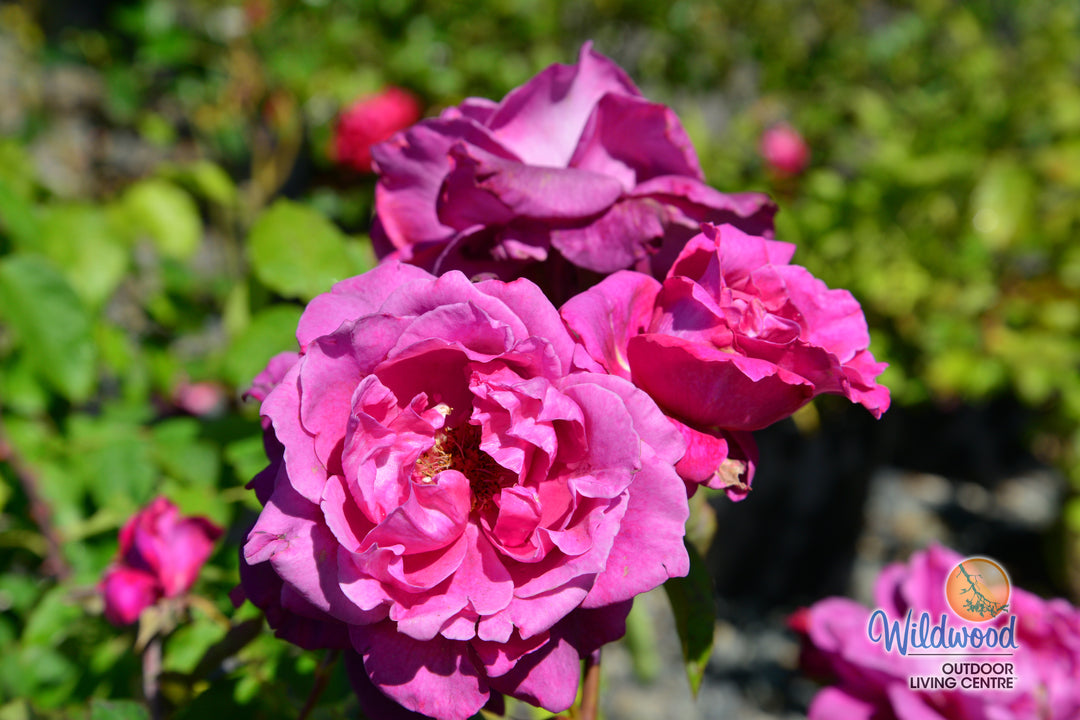 Intrigue - Star Roses and Plants
