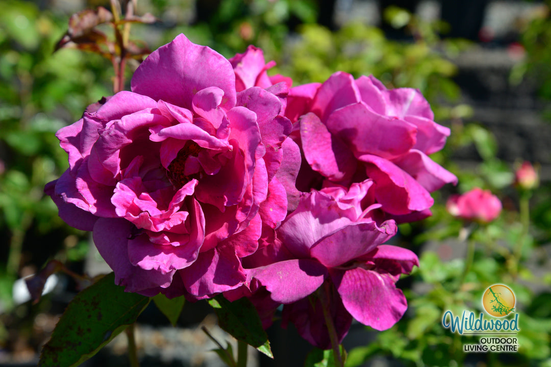 Intrigue - Star Roses and Plants