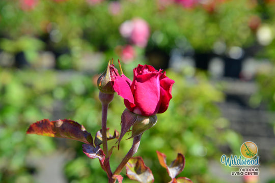 Intrigue - Star Roses and Plants