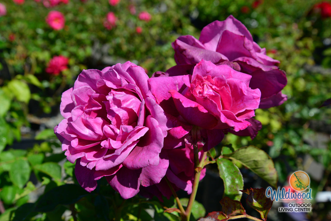 Intrigue - Star Roses and Plants