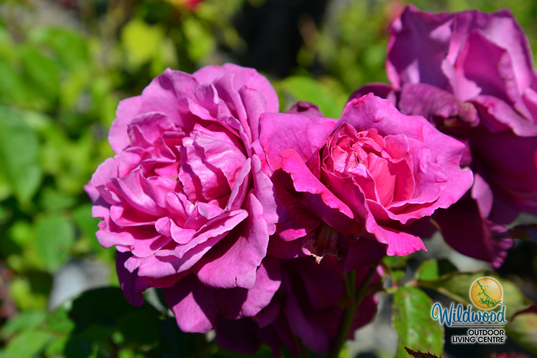 Intrigue - Star Roses and Plants