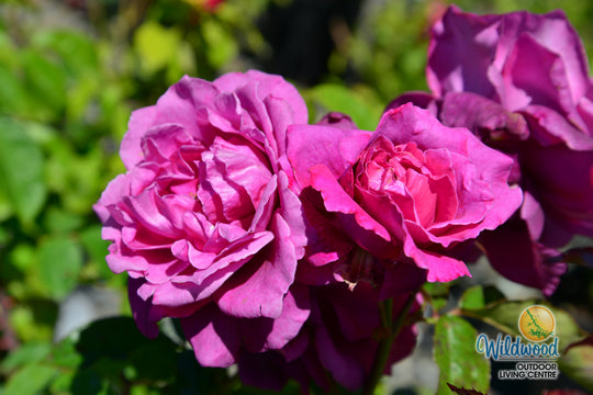 Intrigue - Star Roses and Plants
